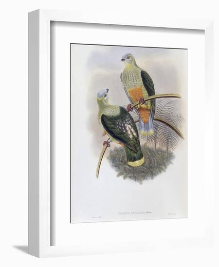 Richard's Fruit Pigeon-John Gould-Framed Giclee Print