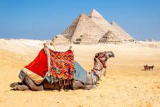 Camel Resting by the Pyramids, Giza, Egypt-Richard Silver-Photographic Print