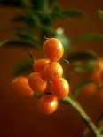 A Lemon on the Branch-Richard Sprang-Photographic Print