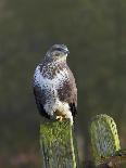 Common Buzzard (Buteo Buteo) Perched on a Gate Post, Cheshire, England, UK, December-Richard Steel-Photographic Print