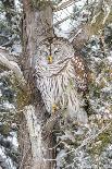Barred owl in red cedar tree in snow, Marion County, Illinois.-Richard & Susan Day-Photographic Print