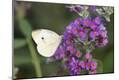 Premium Photographic Print