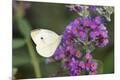 Premium Photographic Print