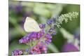 Premium Photographic Print