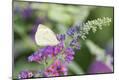 Premium Photographic Print