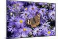 Premium Photographic Print