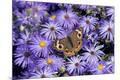 Premium Photographic Print
