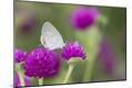 Premium Photographic Print