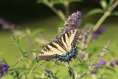 Eastern Tiger Swallowtail on Butterfly Bush, Illinois-Richard & Susan Day-Photographic Print
