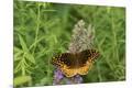 Premium Photographic Print
