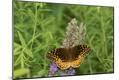 Premium Photographic Print