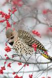 Barred owl in red cedar tree in snow, Marion County, Illinois.-Richard & Susan Day-Photographic Print