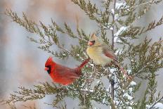 Northern Cardinal male in Common Winterberry bush in winter, Marion County, Illinois-Richard & Susan Day-Photographic Print