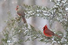 Northern cardinal male and female in red cedar tree in winter snow, Marion County, Illinois.-Richard & Susan Day-Photographic Print