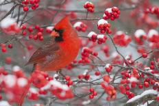 Northern Cardinal male in Juniper tree in winter Marion, Illinois, USA.-Richard & Susan Day-Photographic Print