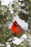Northern Cardinal male in Common Winterberry bush in winter, Marion County, Illinois-Richard & Susan Day-Photographic Print