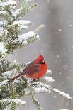 Northern cardinal male and female in red cedar tree in winter snow, Marion County, Illinois.-Richard & Susan Day-Photographic Print