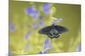 Premium Photographic Print