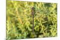 Premium Photographic Print