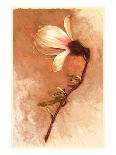 Magnolia and Cream II-Richard Sutton-Framed Art Print