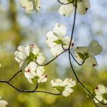 Dogwood Tree Flowers-Richard T. Nowitz-Framed Premier Image Canvas