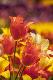 Premium Photographic Print