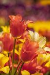 Tulip Flowers in Red and Yellow-Richard T. Nowitz-Photographic Print