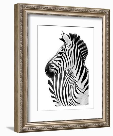 Richard The Zebra-null-Framed Art Print