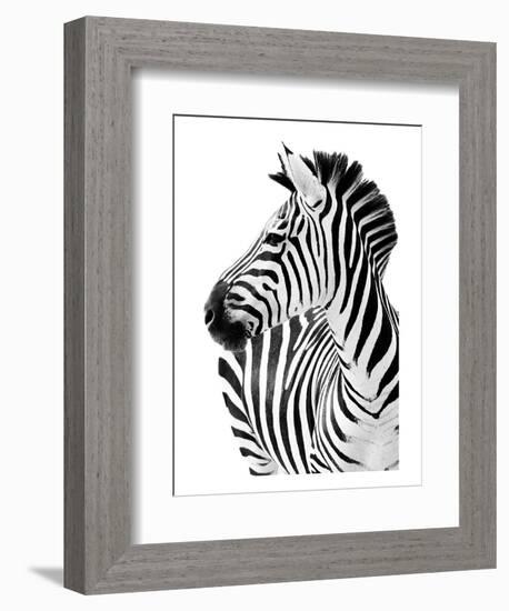 Richard The Zebra-null-Framed Art Print