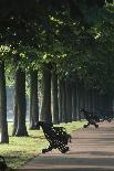 Tree Lined Avenue, Greenwich Park, London. Landscaped by Andre Le Notre for Charles Ii-Richard Turpin-Framed Photographic Print