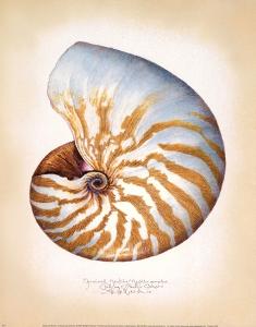 Nautilus Wall Art Prints Art Com