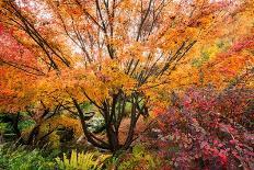 Punchbowl Falls-Richard Wong-Photographic Print