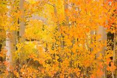 North Lake Aspen-Richard Wong-Photographic Print