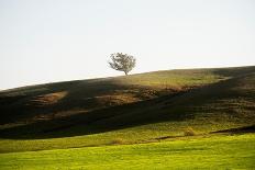 OneTree Hill-Richard Wong-Photographic Print