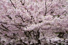 Stanley Park Cherry Tree Blossoms-Richard Wong-Framed Photographic Print