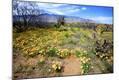 Photographic Print
