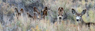 Ears. Mule Deer Does Hide in Tall Sage Brush in the High Desert-Richard Wright-Photographic Print