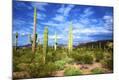 Photographic Print