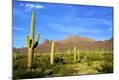 Photographic Print