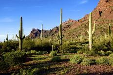 Stary Sky with Saguaro Cactus over Organ Pipe Cactus Nm, Arizona-Richard Wright-Photographic Print