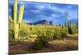 Photographic Print
