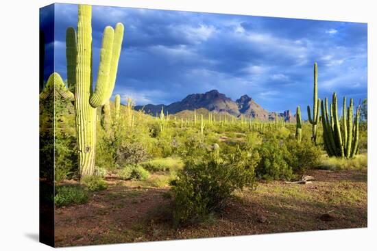 Stretched Canvas Print, , large