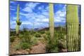 Photographic Print