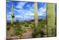 Photographic Print