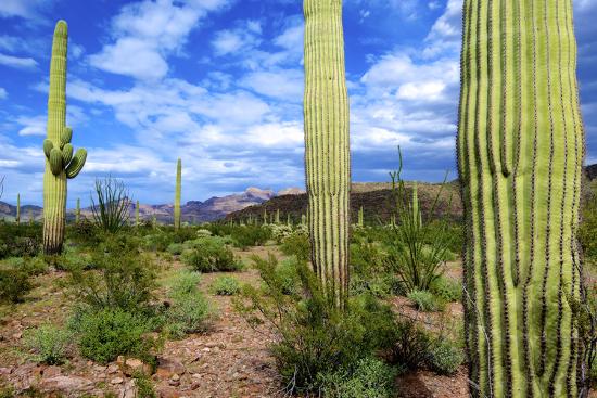 Photographic Print, , large