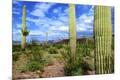 Photographic Print