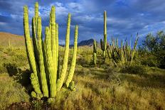 Organ Pipe Cactus NM, Saguaro and Organ Pipe Cactus to the Ajo Mts-Richard Wright-Photographic Print