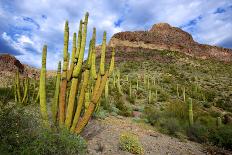 Organ Pipe Cactus National Monument, Ajo Mountain Drive in the Desert-Richard Wright-Framed Photographic Print