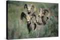 Stretched Canvas Print
