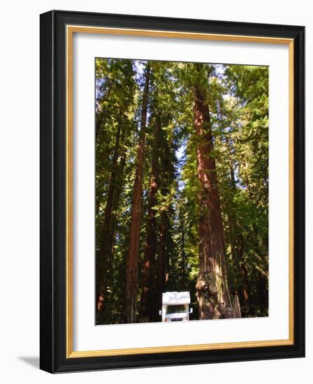 Richardson Grove State Park, California, United States of America, North America-Michael DeFreitas-Framed Photographic Print